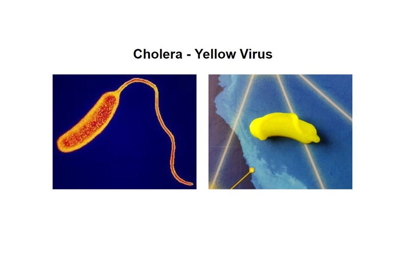 May include: A microscopic image of a cholera bacterium, a curved, rod-shaped bacterium, in orange and red against a blue background.  A yellow, rubber-like object, shaped like a banana, is shown on a blue background with white lines.