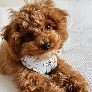 Cheap puppy accessories shop