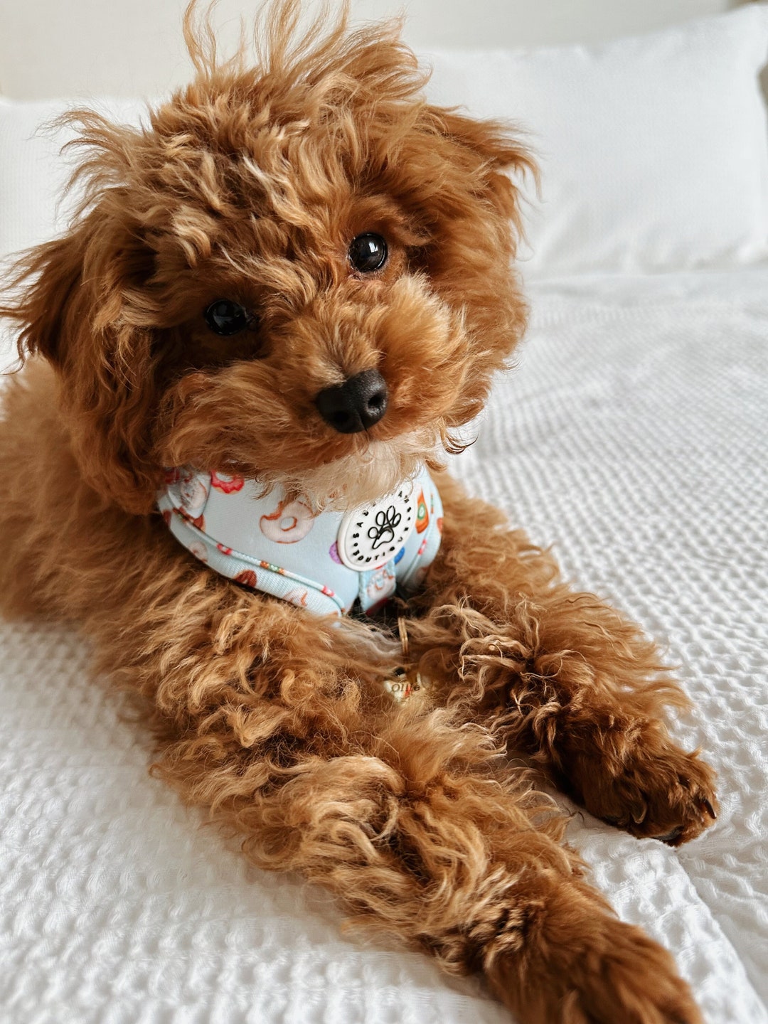 small dog harness with bow tie