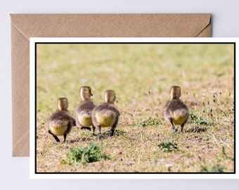 Bird Note Card | Nature Greeting Card | Birthday Card | British Birds Notelet | Get Well Card | Pack of Blank Note Cards