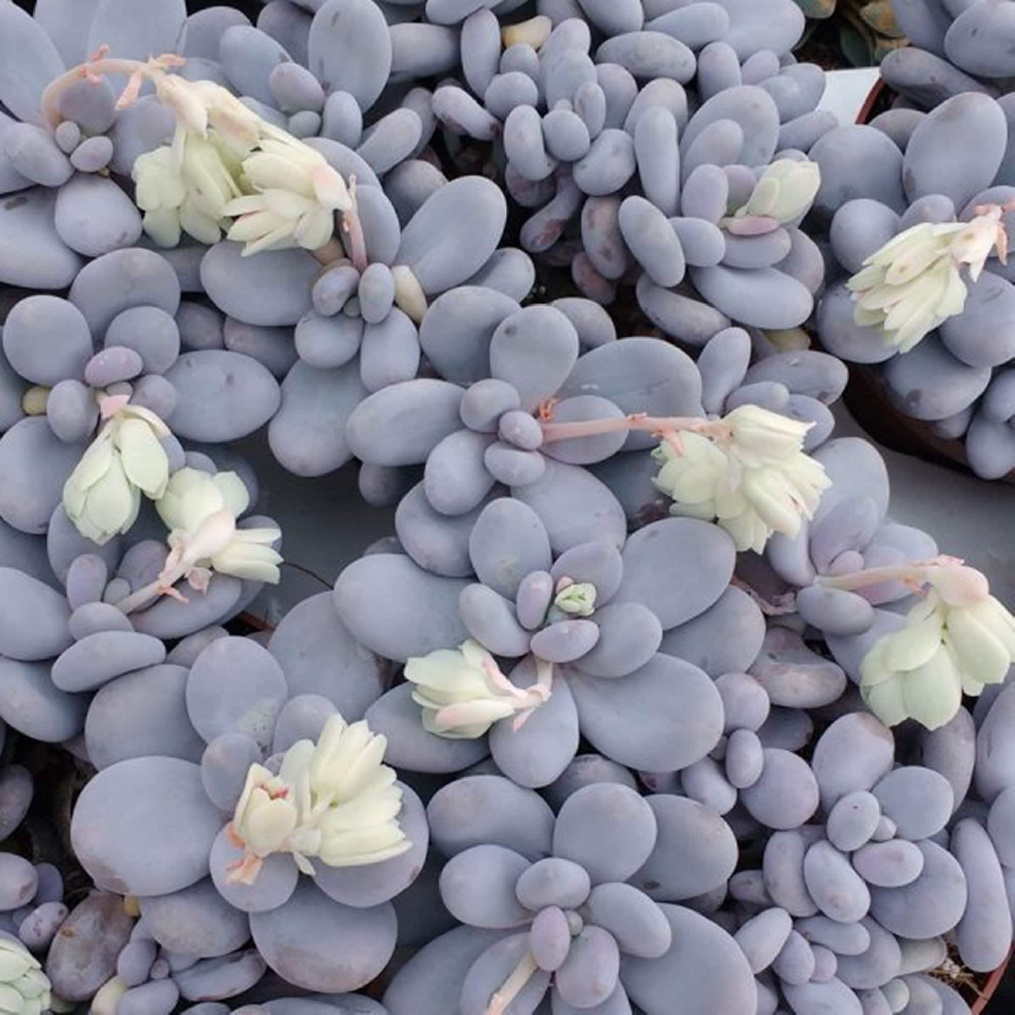 Pachyphytum oviferum Pink Moonstone Succulent Seeds Etsy