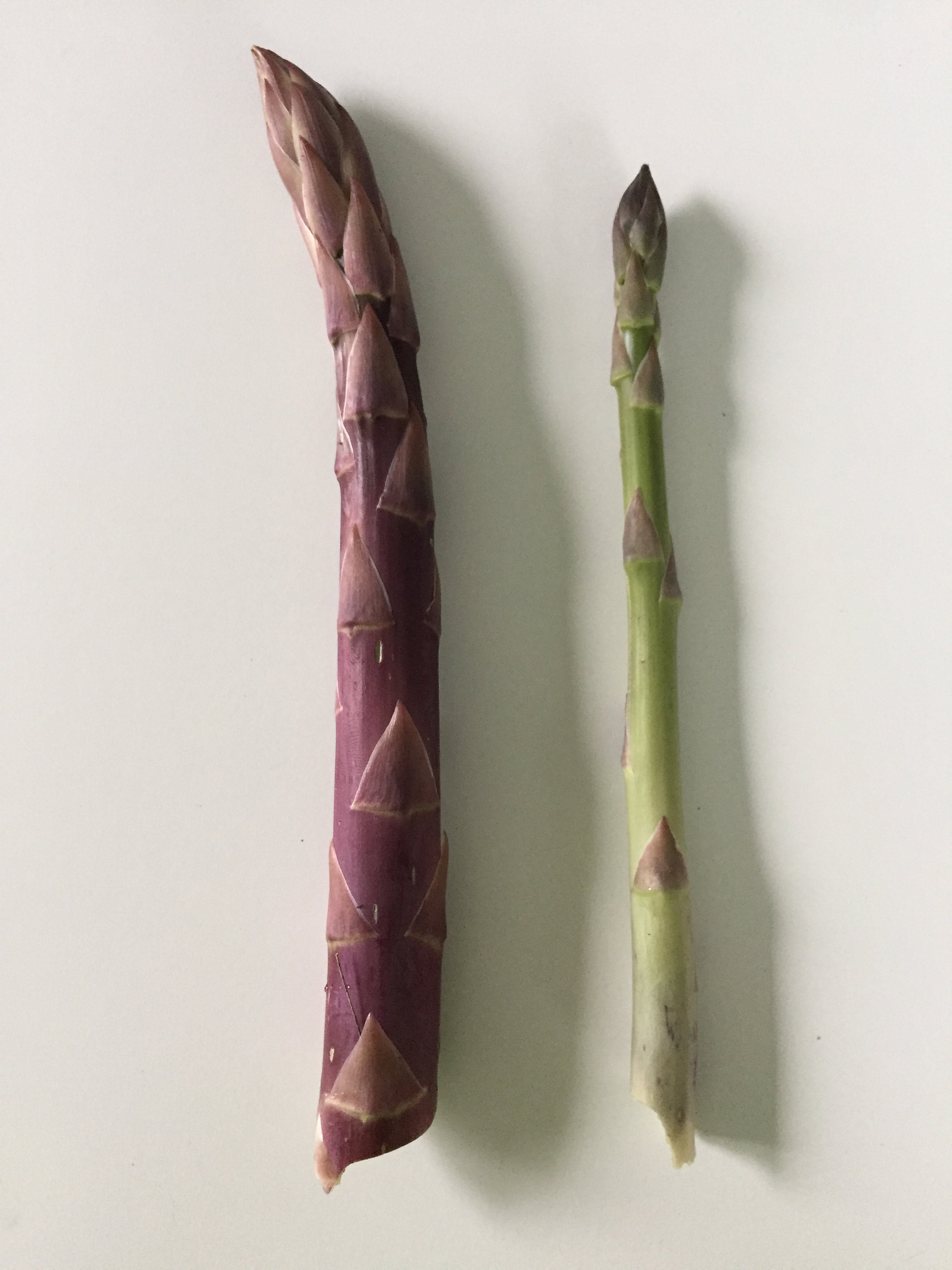 20 Fresh Purple Asparagus Seeds Fall 2020 Etsy