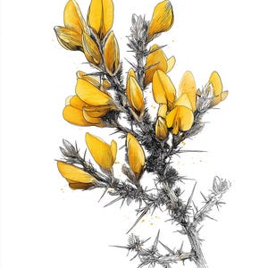 Könnte beinhalten: Botanische Illustration einer Stechginsterpflanze mit leuchtend gelben Blüten und stacheligen, dunkelgrünen Stängeln. Das Kunstwerk ist detailliert mit feinen Linien und Aquarellschattierungen vor einem sauberen weißen Hintergrund. Goldene Flecken verleihen Eleganz.