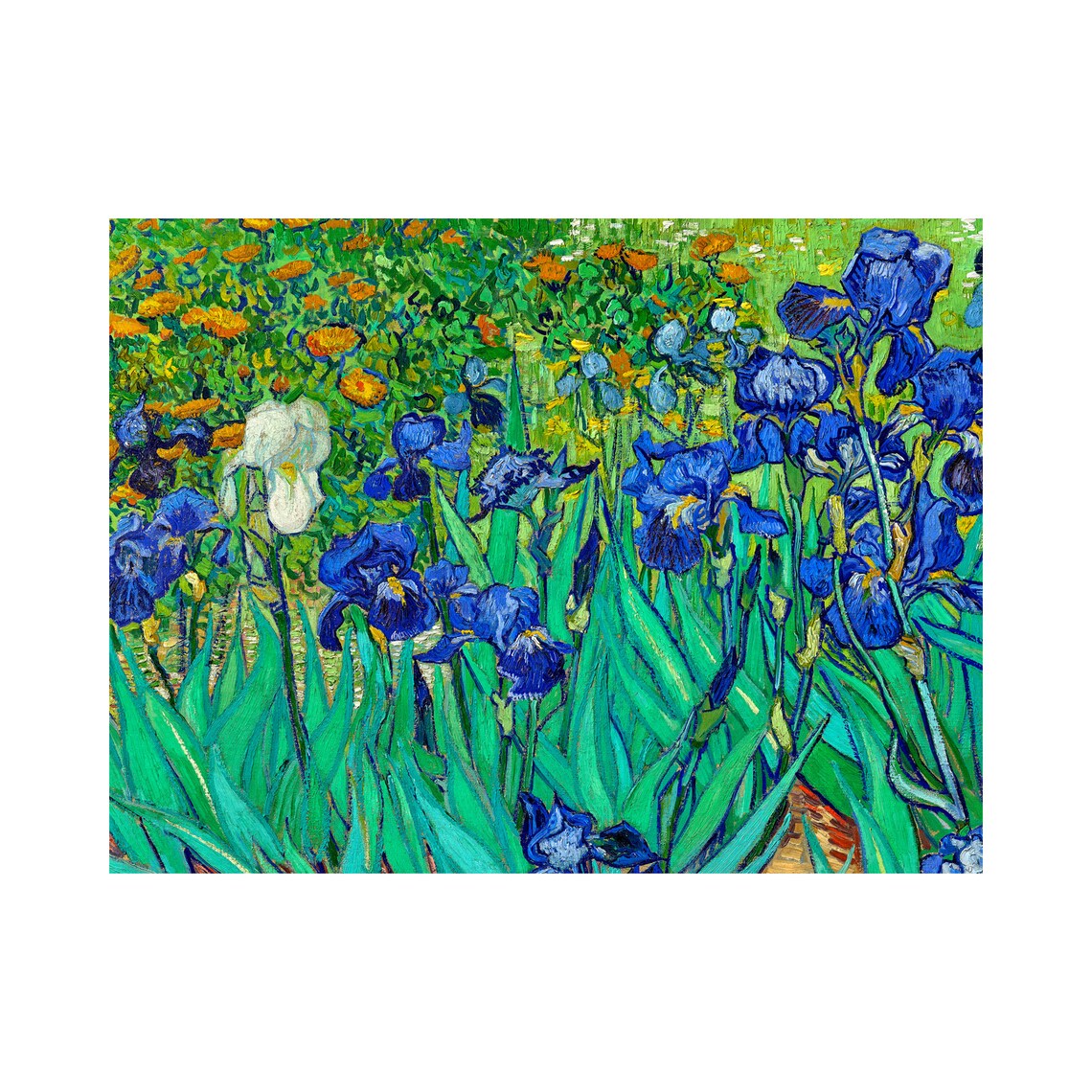 Vincent Van Gogh Irises Vintage Print-free US SHIPPING - Etsy