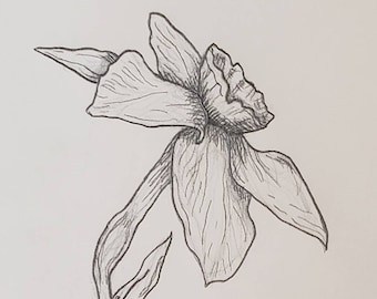 Valentine's Flower Pencil Drawing