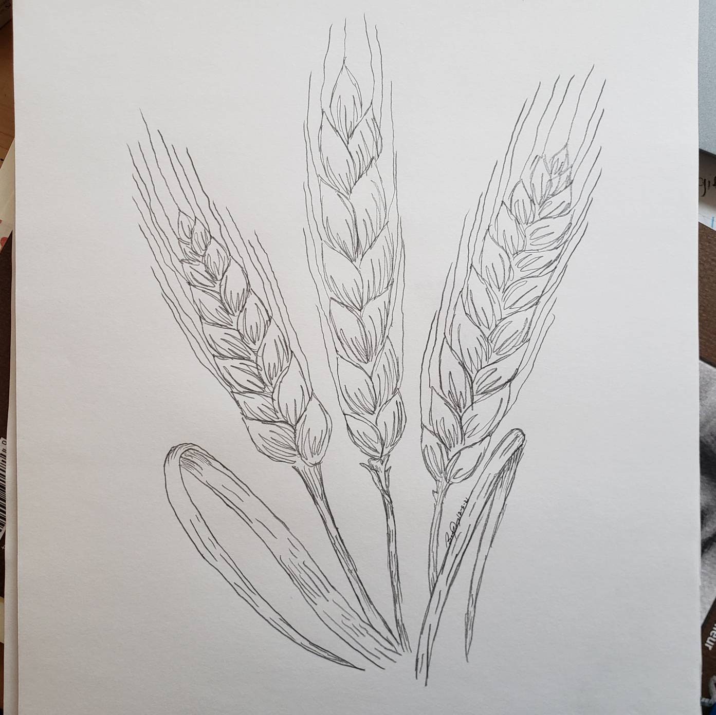 Hand Drawn Wheat Images - Free Download on Freepik