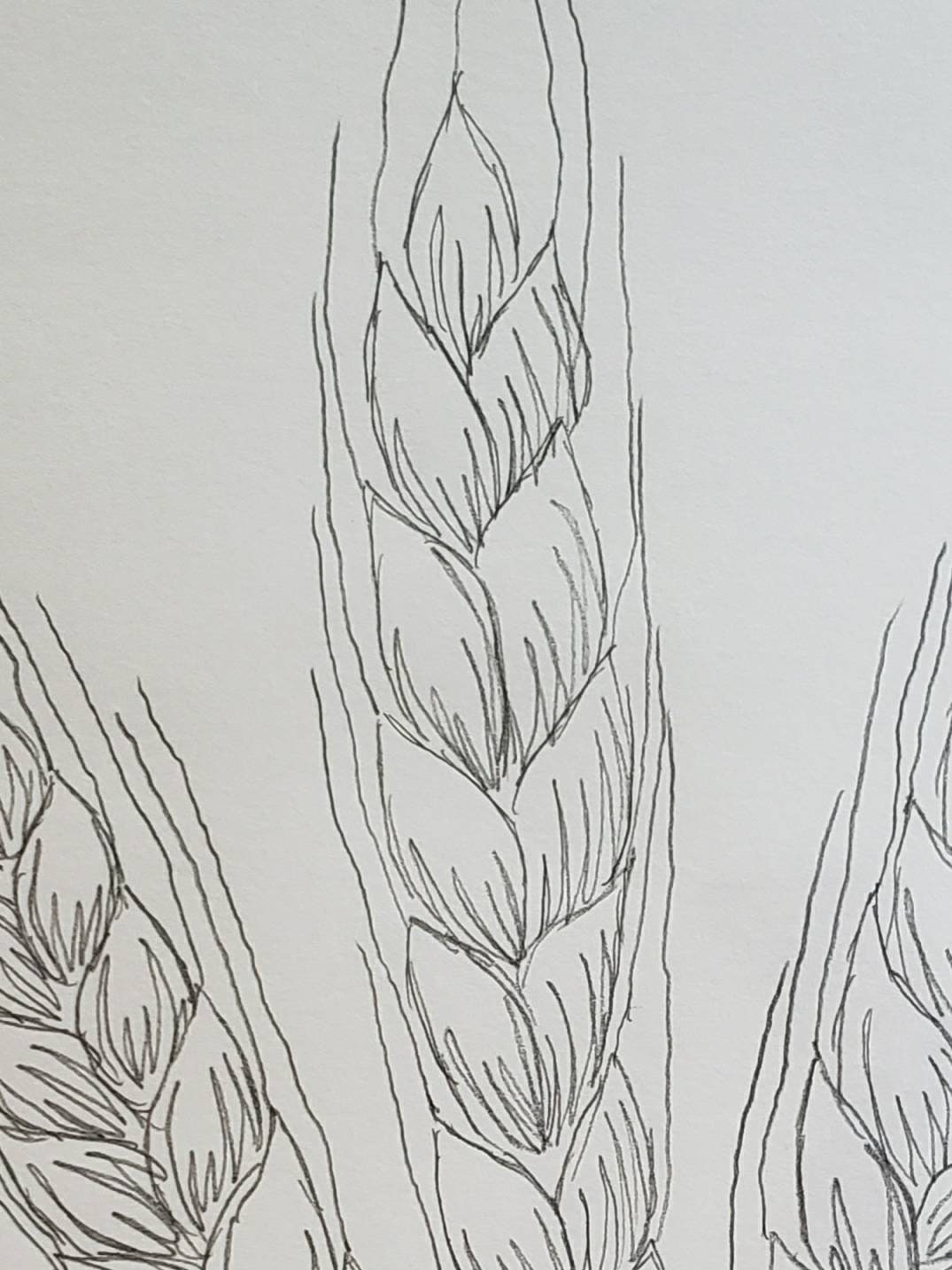 Wheat bread ears cereal crop sketch hand drawn Vector Image