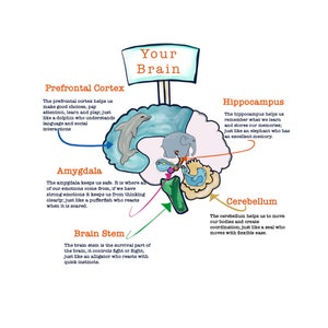 Understanding the brain using animal images worksheet guide neuroscience to build body awareness instant download sheets yoga movements