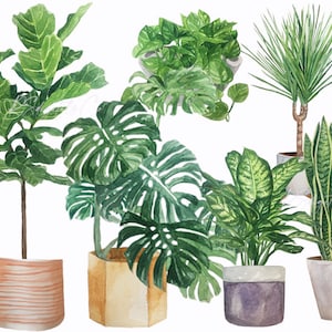 Può includere: Cinque piante in vaso con foglie verdi in diverse tonalità di verde. Le piante sono in diversi tipi di vasi, tra cui un vaso di terracotta marrone, un vaso marrone chiaro, un vaso marrone chiaro con un motivo intrecciato, un vaso viola e un vaso bianco.