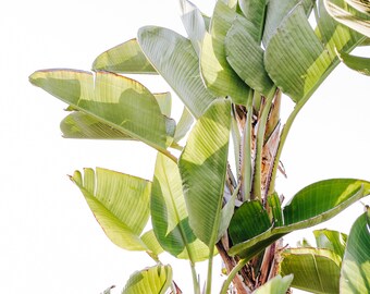 Downloadable Art Print - Tropical Botanical Photo
