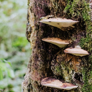 Downloadable Art Print - Woodland Mushrooms Photo