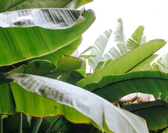 Downloadable Art Print - Tropical Botanical Photo