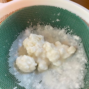 Raw goat milk kefir grains