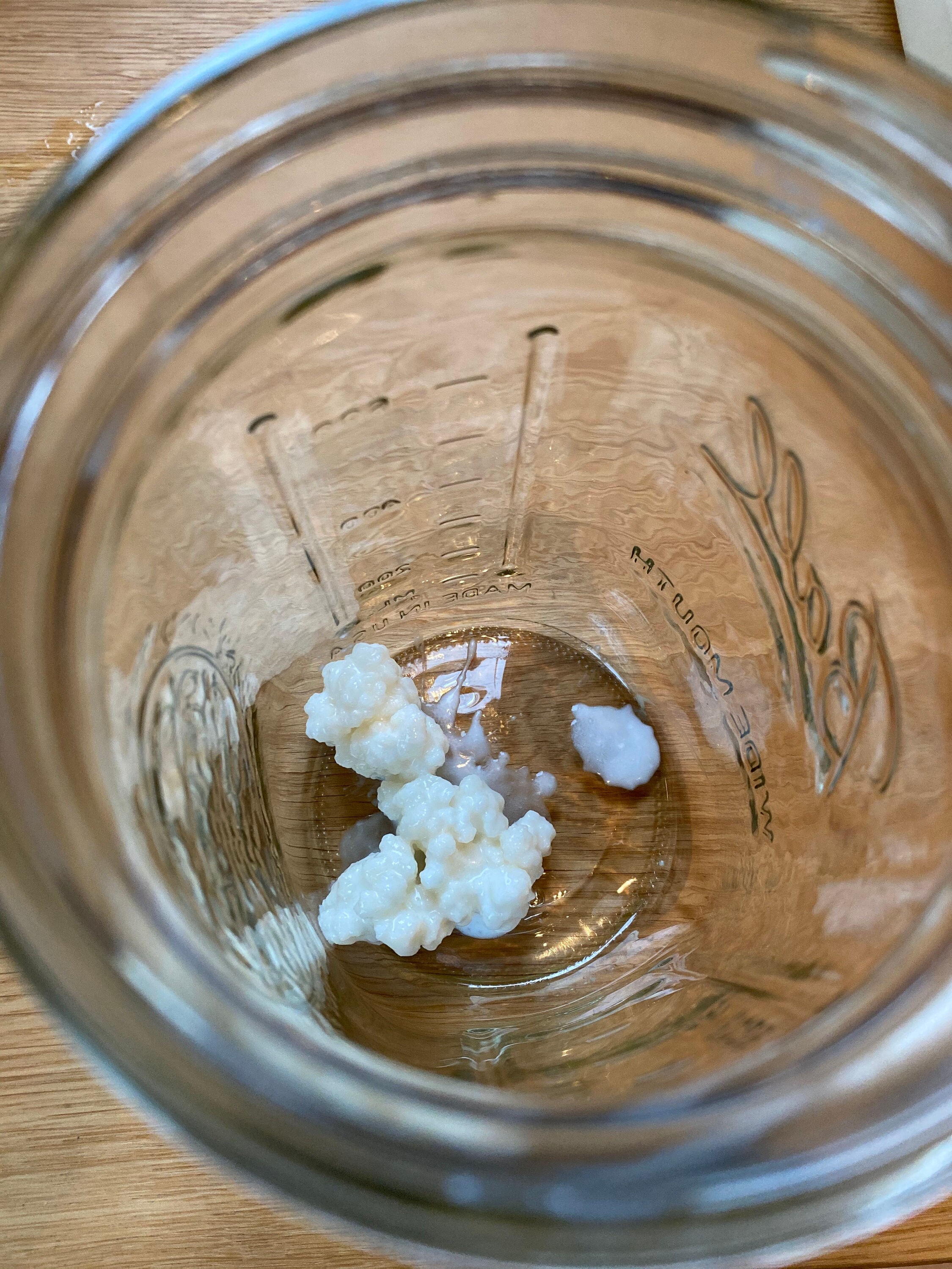 Raw goat milk kefir grains Etsy