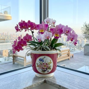 Pode incluir: Uma planta de orquídea com flores vibrantes em magenta e branco dentro de um vaso de cerâmica vermelho escuro. O vaso apresenta um medalhão oval central com uma pintura floral colorida, bordas douradas e pequenas alças decorativas.