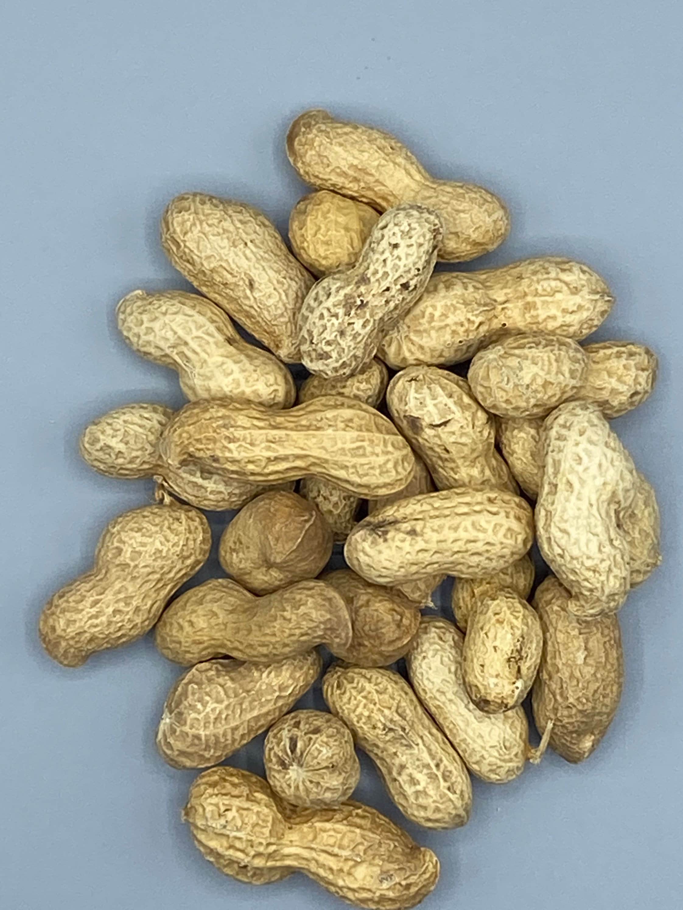 Roasted Monkey Nuts Etsy UK