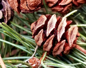Dawn Redwood Pinecones~Pinecones for Crafting~Pinecones~Pinecones for Decorating~Craft Supplies~Dried Organic Pinecones~Miniature Pinecones