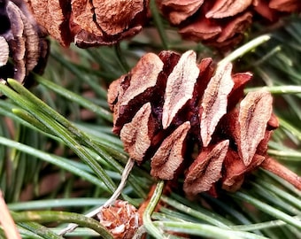 Bald Cypress with Frosted Pine Cones Garland - Kelea's Florals
