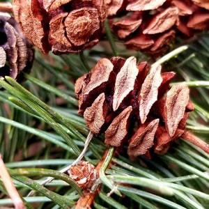 10-24 Decoration Pinecones, Small Pinecones for Crafting, Meduim Pinecones,  Large Pinecones, Crafting Pinecones, Fairy Garden, Diy Foraging 