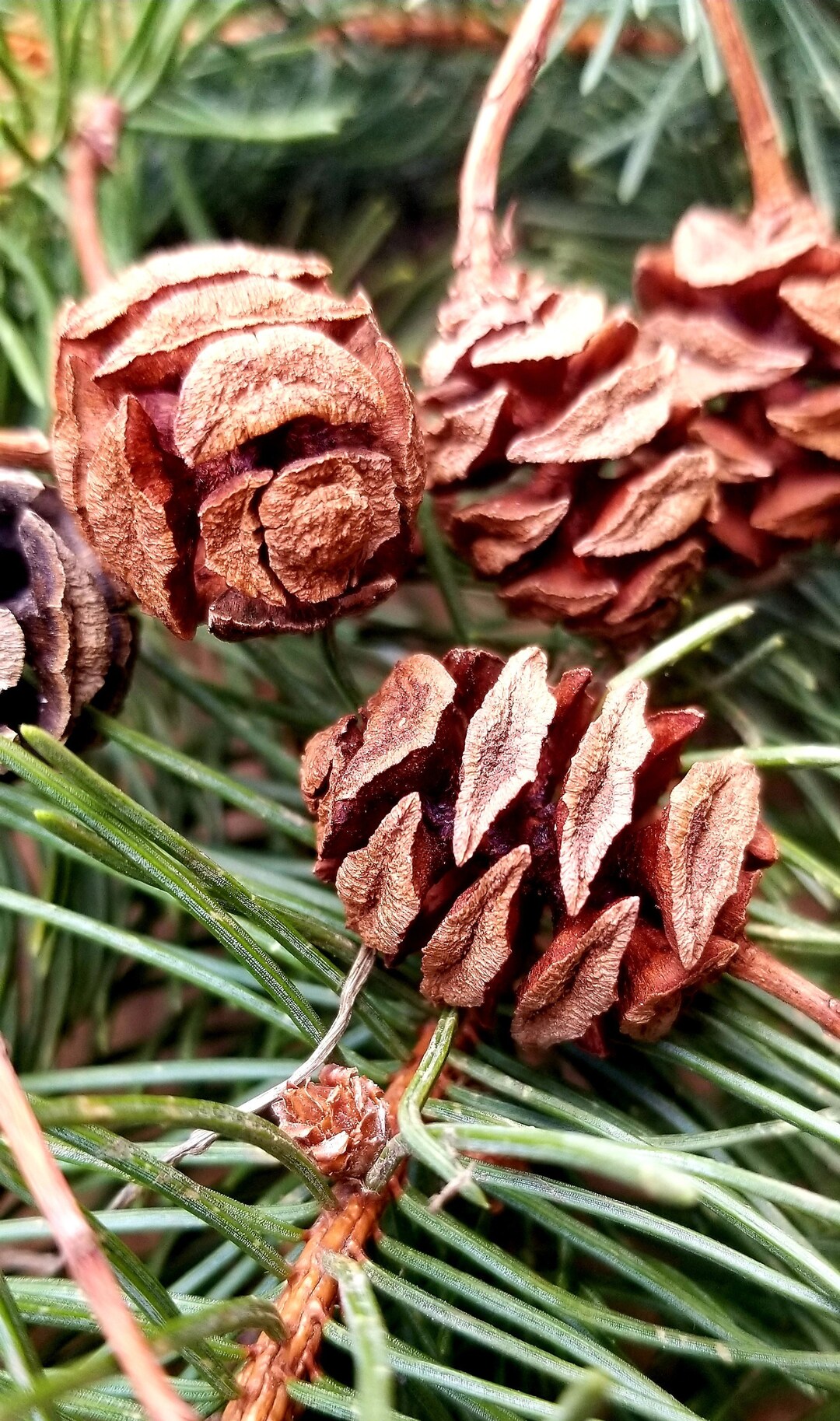 Bald Cypress with Frosted Pine Cones Garland - Kelea's Florals