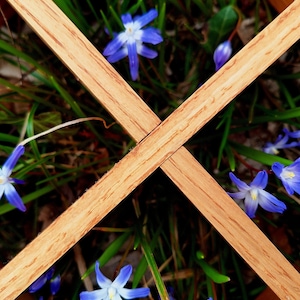 May include: A close-up of blue flowers with five petals, growing in a wooden frame. The flowers are surrounded by green grass.