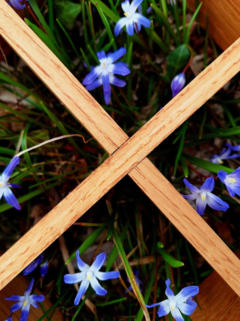 May include: A close-up of blue flowers with five petals, growing in a wooden frame. The flowers are surrounded by green grass.