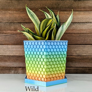 May include: A square, ombre-colored planter with a honeycomb design, transitioning from blue to green, yellow, and orange. The planter holds a snake plant with green and yellow striped leaves. The word "Wild" is printed at the bottom.