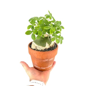Adenia glauca | Rare Caudex Succulent with Sculptural Form | Caudiciform Succulent - Caudex Plant - 4" Pot
