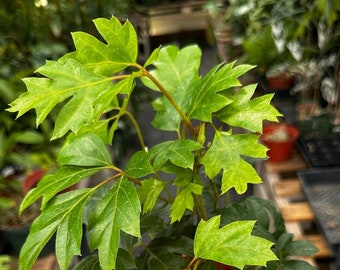 Oak Leaf Ivy - Cissus alata - Cissus rhombifolia 'Grape Ivy' Low Light Tolerant Trailing Vining Plant in 4" Pot