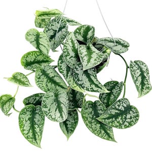 May include: A hanging plant with heart-shaped green leaves speckled with silver. The plant is suspended by a white wire hanger against a white background. The leaves have a textured appearance.