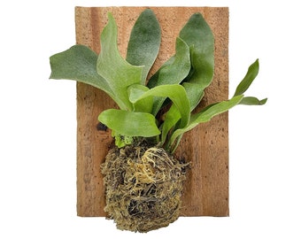 Platycerium Ginka - Etsy