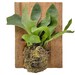 see more listings in the Potted Plants (Gifts) section