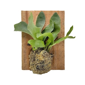 Mini Staghorn Fern Mounted on Plaque Platycerium bifurcatum image 1