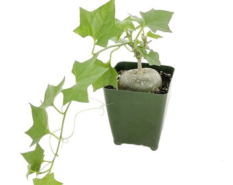 Gerrardanthus macrorhizus Bigfoot Caudex Plant, 4 or 6 Inch Pot