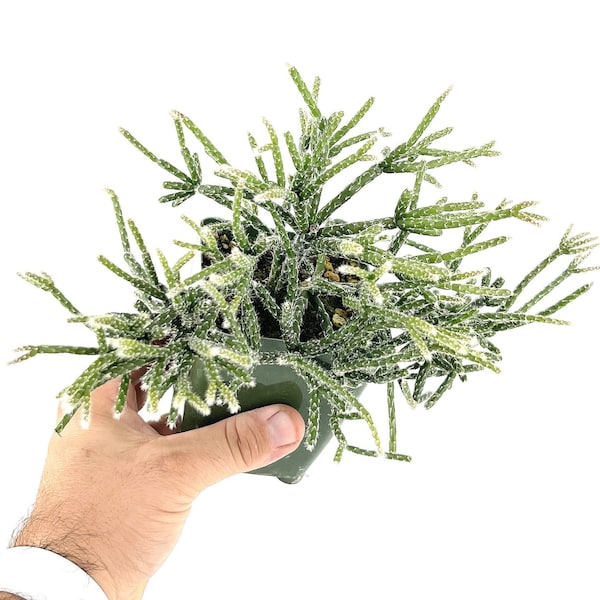 Rhipsalis pilocarpa - 4" Pot - Hairy-fruited wickerware cactus - Epiphyte - Rare in the Wild