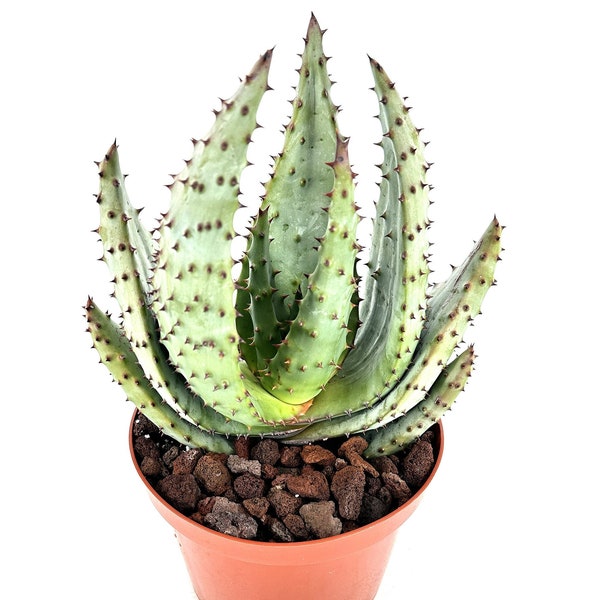 Aloe marlothii 'Mountain Aloe' - 'Flat Flowered Aloe' 4" Pot and 8” Pot - Seed Grown - Rare