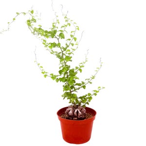 May include: A Dioscorea elephantipes plant with a thick, textured, brown caudex and long, thin, winding green vines with small heart-shaped leaves, potted in a simple, round, terracotta-colored plastic container against a white background.