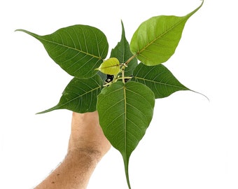 Ficus religiosa tree (live plant) Bodhi Tree - Grown From Seed - California Seller