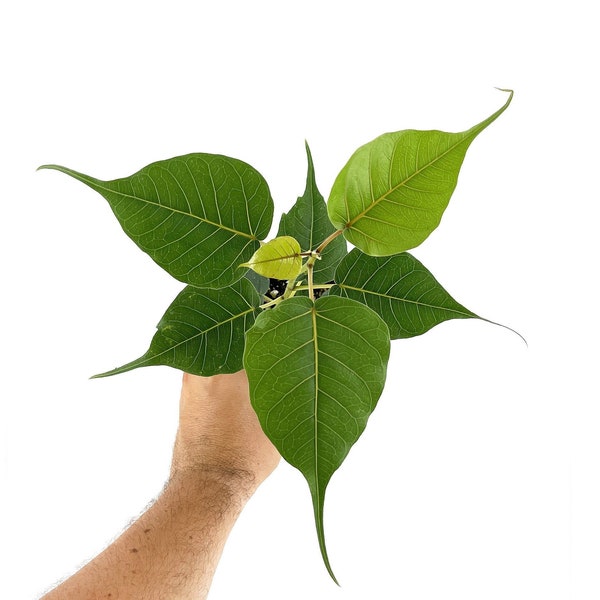 Ficus religiosa tree (live plant) Bodhi Tree - Grown From Seed - California Seller