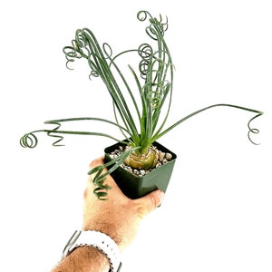 Albuca spiralis &#39;Frizzle Sizzle&#39; Rare Succulent