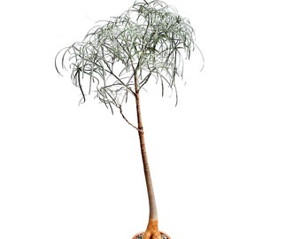 Brachychiton rupestris - Seed Grown - Queensland Bottle Tree - Australia - Rare