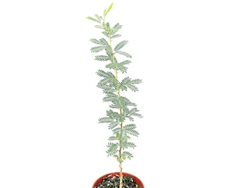 May include: A small, potted plant with delicate, feathery leaves. The plant has a slender, upright stem and is planted in a brown plastic pot filled with soil. The leaves are a soft, muted green color.