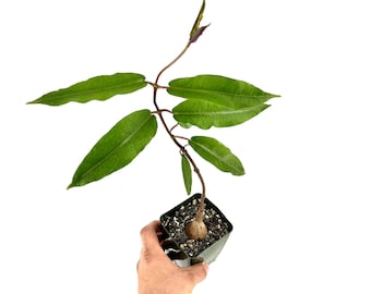 Rare Petopentia Natalensis Caudex: South African Climber in 4" Pot