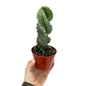 Spiral Cactus: Rare Cereus Forbesii &#39;Spiralis&#39; - 4&quot; Pot