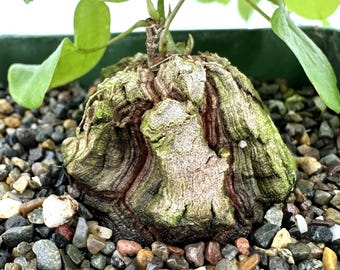Dioscorea Elephantipes Elephant Foot African Seeds