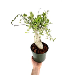Fockea edulis 'Hottentot Bread' Caudex Plant - Caudiciform Plant - 4", 6" and 8" Pots