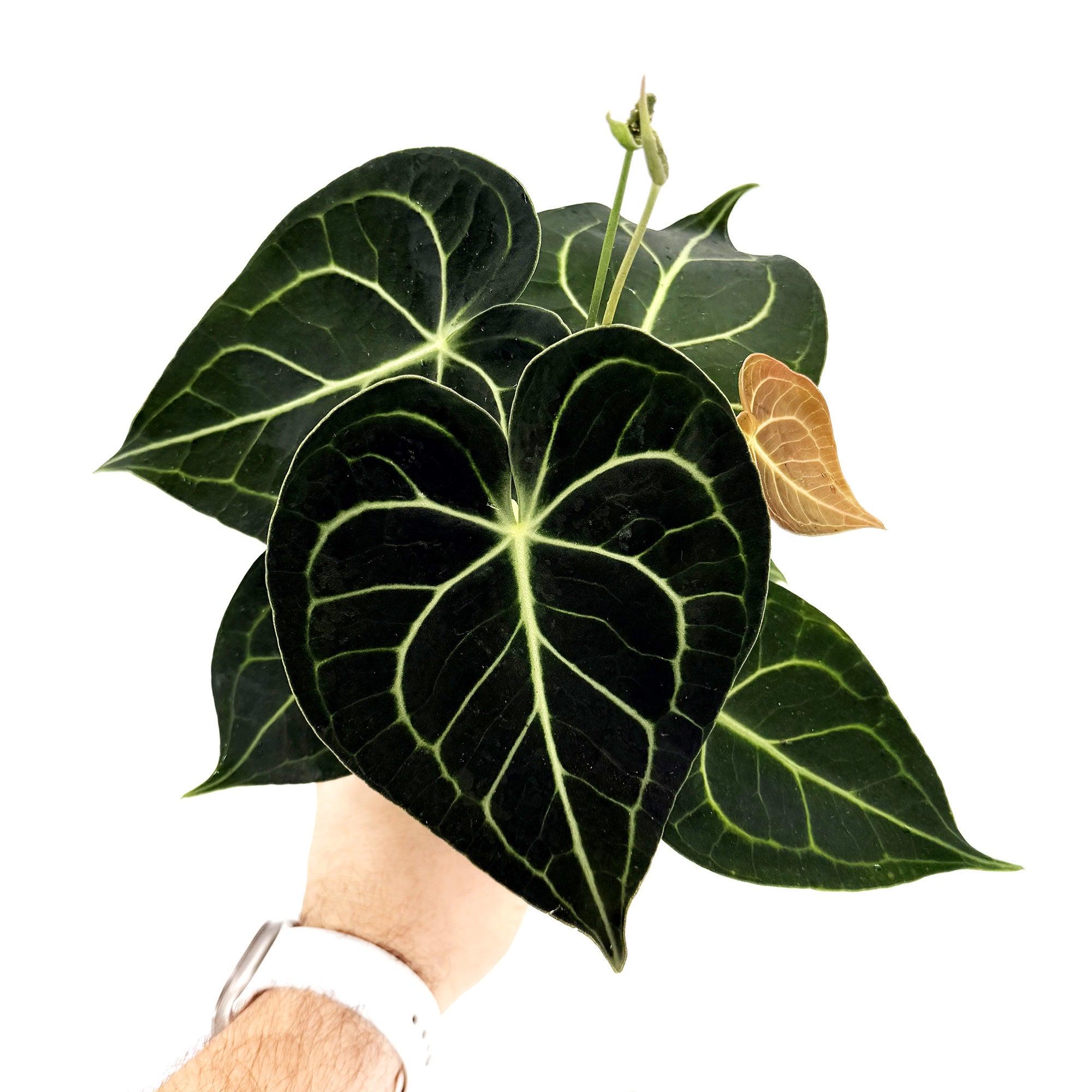 aglaonema bj freeman cecelia AGLAONEMA 'BJ FREEMAN' 14 " Grower Pot  Dynasty Plants
