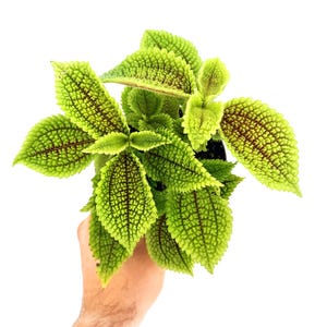 May include: A close-up of a Pilea involucrata plant, also known as the friendship plant, with bright green, textured leaves. The leaves have a distinctive pattern of dark brown veins. The plant is in a black pot, held against a white background.