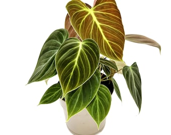 Philodendron El Choco Red, Rare Velvet Aroid, 4"/5" Pot