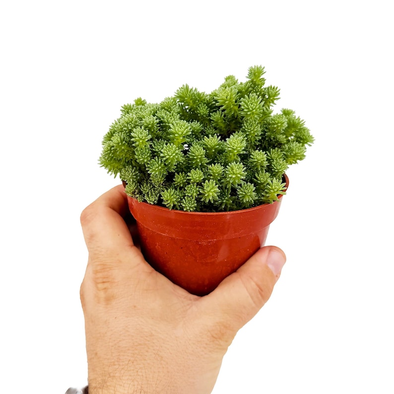 SarahCottaPlants Joshua Tree Succulent - Thumbnail 4
